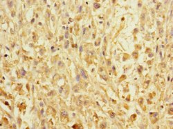 Invitrogen Erbin Polyclonal Antibody 100 μL; Unconjugated:Antibodies,