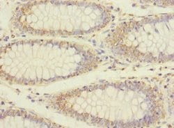 Invitrogen Erbin Polyclonal Antibody 100 μL; Unconjugated:Antibodies,