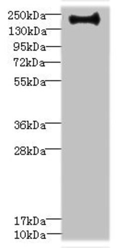 Invitrogen Erbin Polyclonal Antibody 100 μL; Unconjugated:Antibodies,