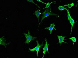 Invitrogen Neuropeptide Y Receptor 6 Polyclonal Antibody 100 μg; Unconjugated:Antibodies,