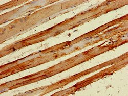 Invitrogen Neuropeptide Y Receptor 6 Polyclonal Antibody 100 μg; Unconjugated:Antibodies,