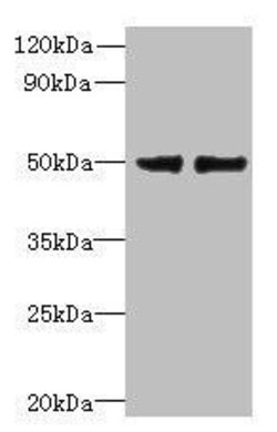 Invitrogen FAM118B Polyclonal Antibody 100 μg; Unconjugated:Antibodies,