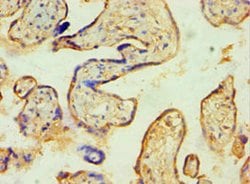SPIN2 Polyclonal Antibody, Invitrogen 100 &mu;L; Unconjugated:Antibodies,