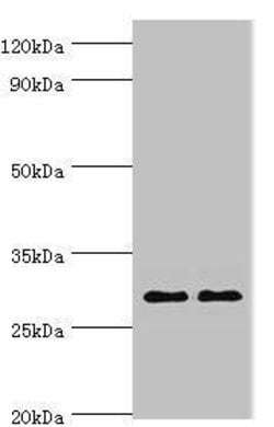 SPIN2 Polyclonal Antibody, Invitrogen 100 &mu;L; Unconjugated:Antibodies,