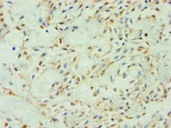 Invitrogen SPIN2 Polyclonal Antibody 100 μL; Unconjugated:Antibodies,