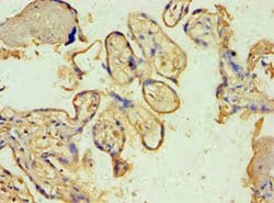 Invitrogen SPIN2 Polyclonal Antibody 100 μL; Unconjugated:Antibodies,