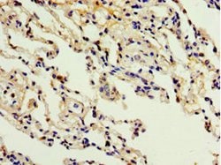 Invitrogen ADAM33 Polyclonal Antibody 100 &mu;L; Unconjugated:Antibodies,