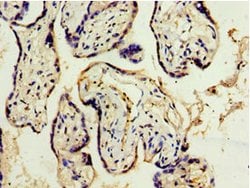 Invitrogen ADAM33 Polyclonal Antibody 100 &mu;L; Unconjugated:Antibodies,