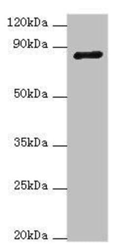 Invitrogen ADAM33 Polyclonal Antibody 100 &mu;L; Unconjugated:Antibodies,