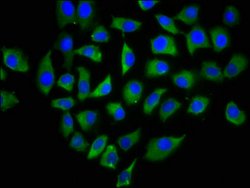 Invitrogen CD299 (DC-SIGN/L) Polyclonal Antibody 100 &mu;g; Unconjugated:Antibodies,