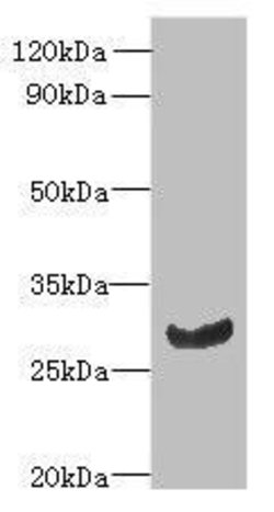 Invitrogen CK068 Polyclonal Antibody 100 &mu;g; Unconjugated:Antibodies,
