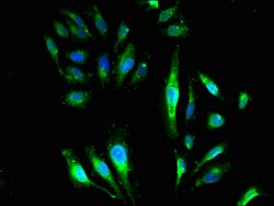 Invitrogen GNB4 Polyclonal Antibody 100 μg; Unconjugated:Antibodies,