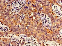 Invitrogen GNB4 Polyclonal Antibody 100 μg; Unconjugated:Antibodies,