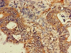 Invitrogen GNB4 Polyclonal Antibody 100 μg; Unconjugated:Antibodies,