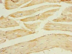Invitrogen TCEAL7 Polyclonal Antibody 100 μg; Unconjugated:Antibodies,