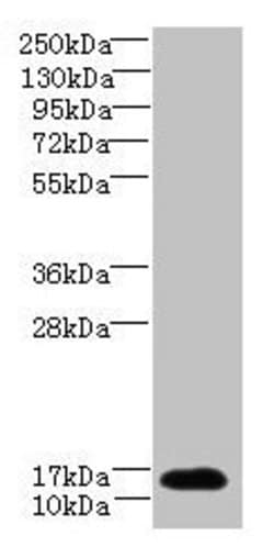 Invitrogen TCEAL7 Polyclonal Antibody 100 μg; Unconjugated:Antibodies,