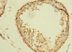 Invitrogen TSGA10 Polyclonal Antibody 100 &mu;g; Unconjugated:Antibodies,