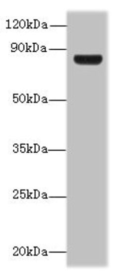Invitrogen TSGA10 Polyclonal Antibody 100 &mu;g; Unconjugated:Antibodies,