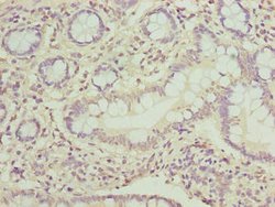 Invitrogen PPIL3 Polyclonal Antibody 100 &mu;g; Unconjugated:Antibodies,