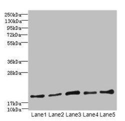 Invitrogen PPIL3 Polyclonal Antibody 100 &mu;g; Unconjugated:Antibodies,