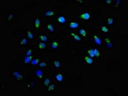 Invitrogen ACBD3 Polyclonal Antibody 100 &mu;g; Unconjugated:Antibodies,