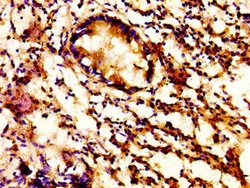 Invitrogen ACBD3 Polyclonal Antibody 100 &mu;g; Unconjugated:Antibodies,