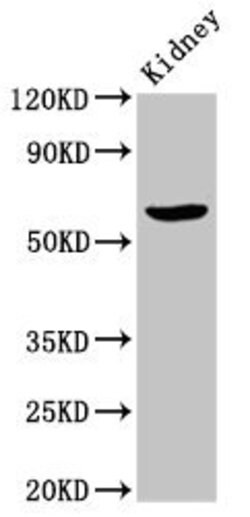 Invitrogen ACBD3 Polyclonal Antibody 100 &mu;g; Unconjugated:Antibodies,