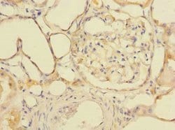 Invitrogen GDPD2 Polyclonal Antibody 100 &mu;g; Unconjugated:Antibodies,