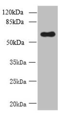 Invitrogen GDPD2 Polyclonal Antibody 100 &mu;g; Unconjugated:Antibodies,