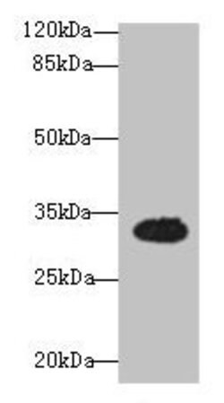 Invitrogen OSER1 Polyclonal Antibody 100 &mu;g; Unconjugated:Antibodies,