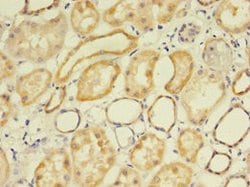 Invitrogen FLRT1 Polyclonal Antibody 100 μg; Unconjugated:Antibodies,