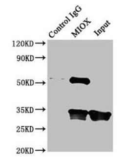 Invitrogen MIOX Polyclonal Antibody 100 μg; Unconjugated:Antibodies,