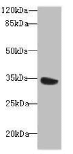 Invitrogen MIOX Polyclonal Antibody 100 μg; Unconjugated:Antibodies,