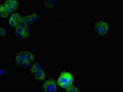 Invitrogen DRAM2 Polyclonal Antibody 100 &mu;L; Unconjugated:Antibodies,