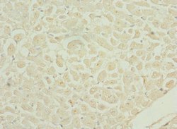 Invitrogen DRAM2 Polyclonal Antibody 100 &mu;L; Unconjugated:Antibodies,