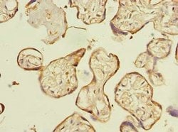 Invitrogen C16orf48 Polyclonal Antibody 100 &mu;g; Unconjugated:Antibodies,