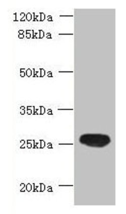 Invitrogen C16orf48 Polyclonal Antibody 100 &mu;g; Unconjugated:Antibodies,