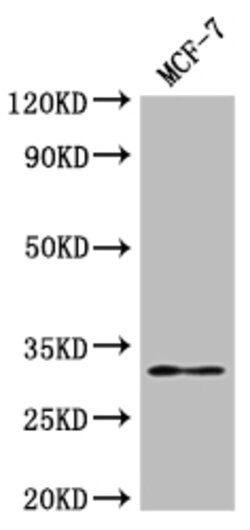 Invitrogen RSPH9 Polyclonal Antibody 100 &mu;g; Unconjugated:Antibodies,