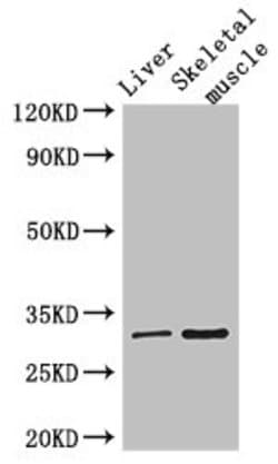 Invitrogen RSPH9 Polyclonal Antibody 100 &mu;g; Unconjugated:Antibodies,