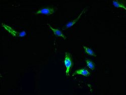 Invitrogen TTYH1 Polyclonal Antibody 100 &mu;g; Unconjugated:Antibodies,