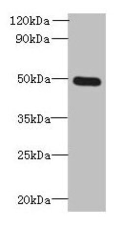 Invitrogen TTYH1 Polyclonal Antibody 100 &mu;g; Unconjugated:Antibodies,
