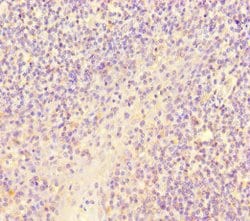 Invitrogen RISC Polyclonal Antibody 100 &mu;g; Unconjugated:Antibodies,