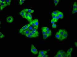 Invitrogen SEMA4B Polyclonal Antibody 100 &mu;g; Unconjugated:Antibodies,