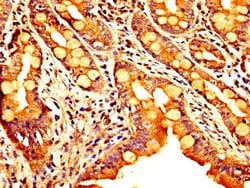 Invitrogen SEMA4B Polyclonal Antibody 100 &mu;g; Unconjugated:Antibodies,