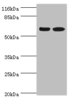Invitrogen SPATS2L Polyclonal Antibody 100 μg; Unconjugated:Antibodies,