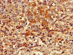 Invitrogen PIPOX Polyclonal Antibody 100 &mu;g; Unconjugated:Antibodies,