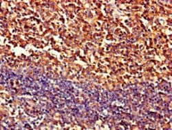 Invitrogen PIPOX Polyclonal Antibody 100 &mu;g; Unconjugated:Antibodies,