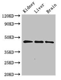 Invitrogen PIPOX Polyclonal Antibody 100 &mu;g; Unconjugated:Antibodies,