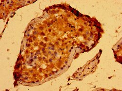 Invitrogen SEMA5B Polyclonal Antibody 100 μg; Unconjugated:Antibodies,