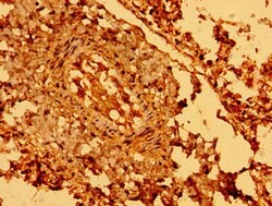 Invitrogen SEMA5B Polyclonal Antibody 100 μg; Unconjugated:Antibodies,